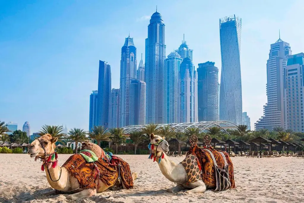 Al Habtoor Grand Resort Velbloudi