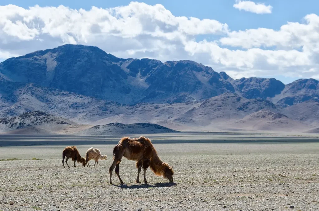 Mongolsko velbloud hory podzim