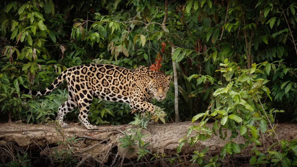 Amazonie jaguár