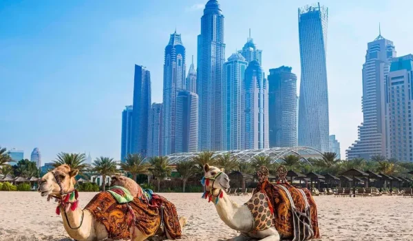 Al Habtoor Grand Resort Velbloudi