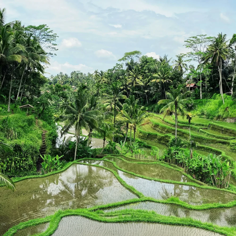 Bali Ubud Indonesie rýžové pole