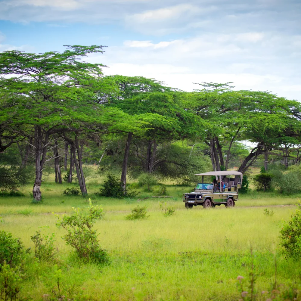 Jízda v Nyerere National Park - Tanzanie