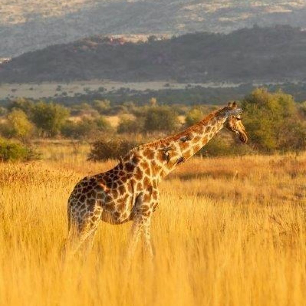 Kruger (17)