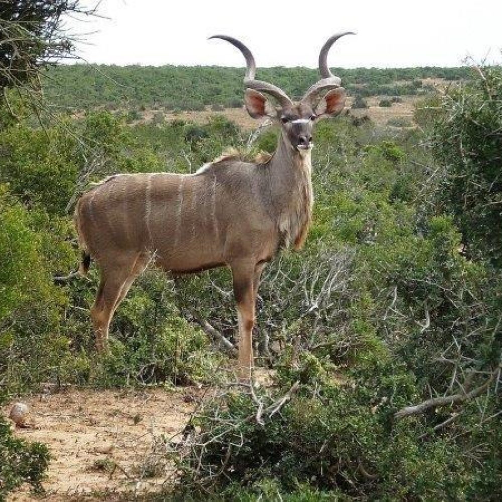 Kruger (19)