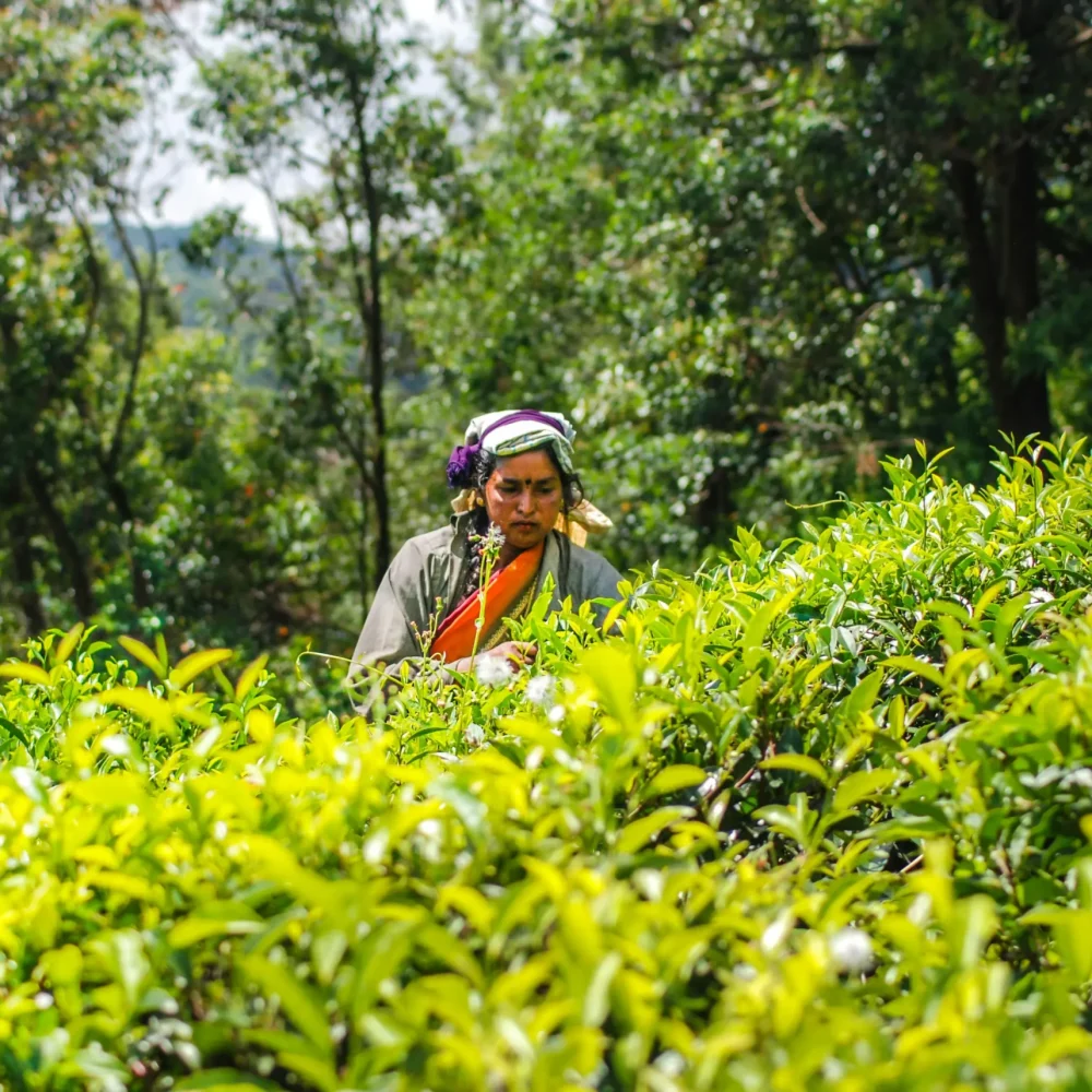Nuwara Eliya sri lanka