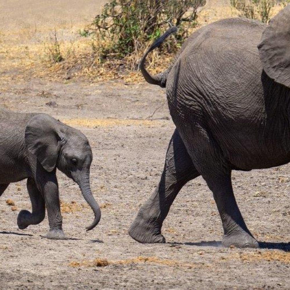 Serengeti (12)