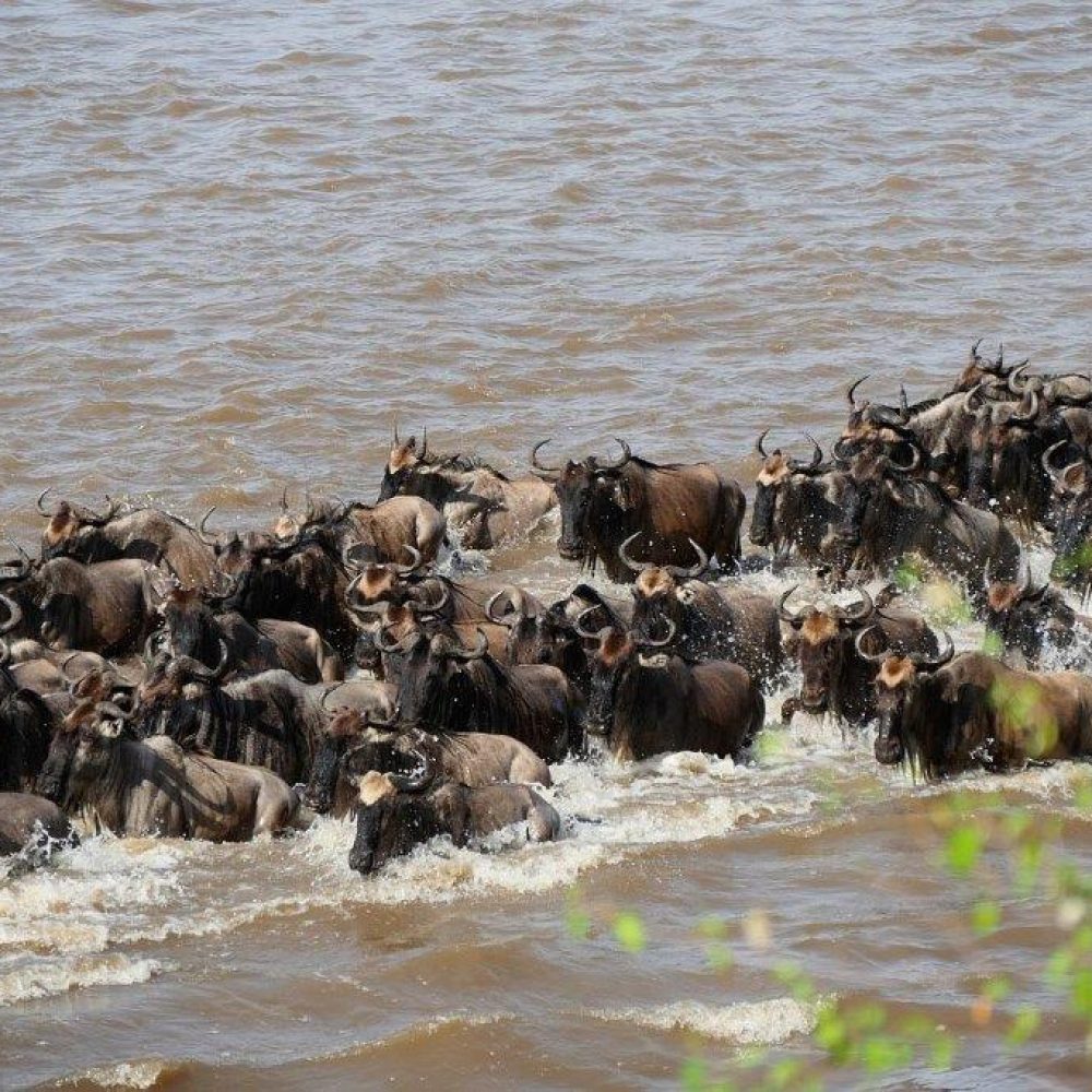 Serengeti (13)