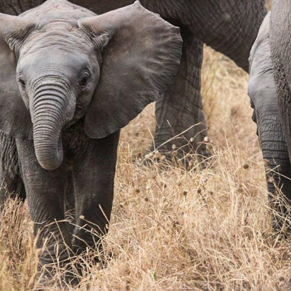 Serengeti (14)