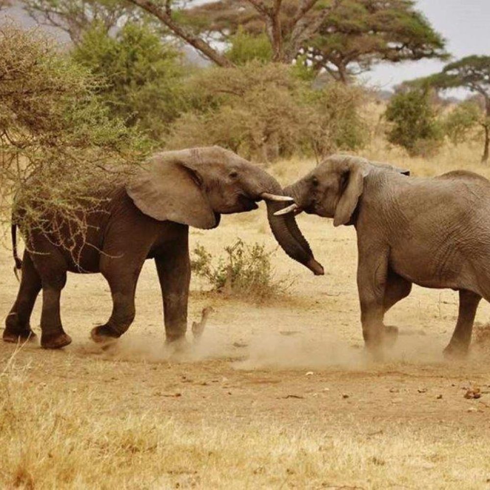 Serengeti (15)