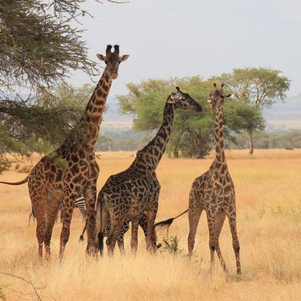 Serengeti (16)
