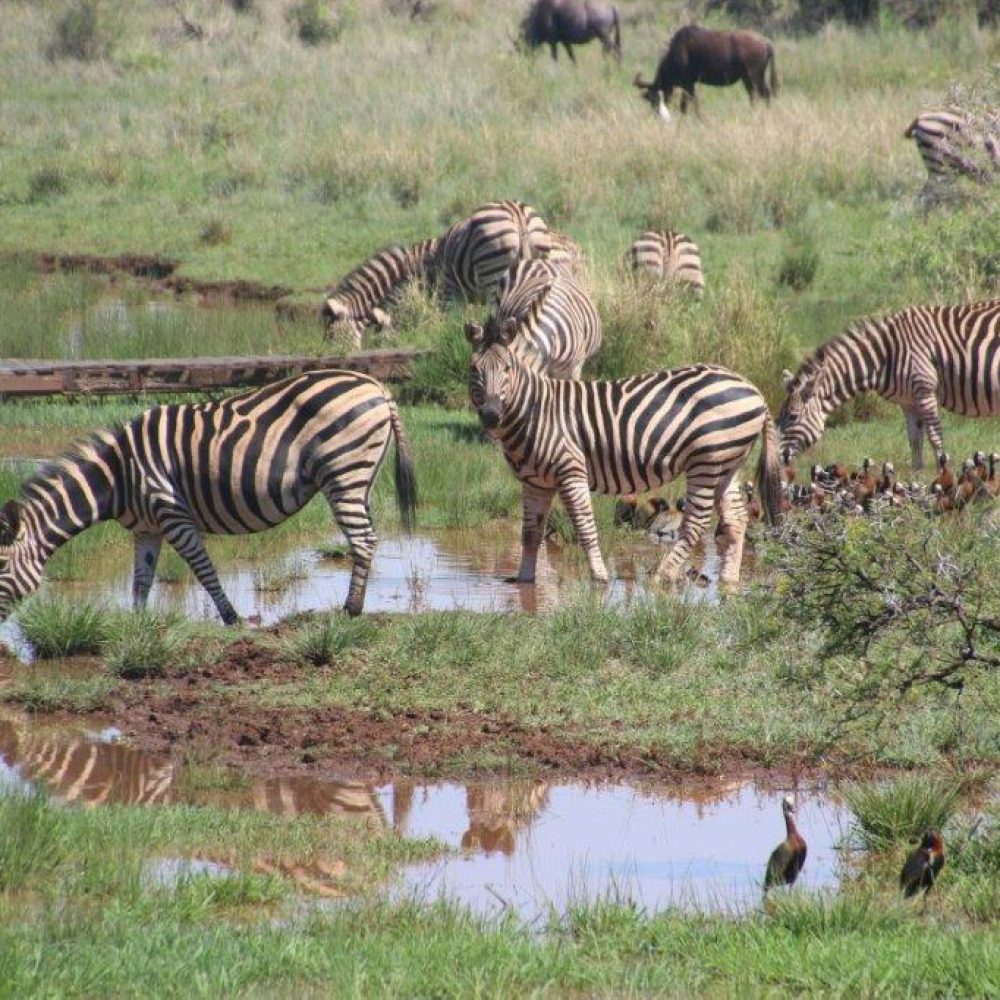 Serengeti (3)