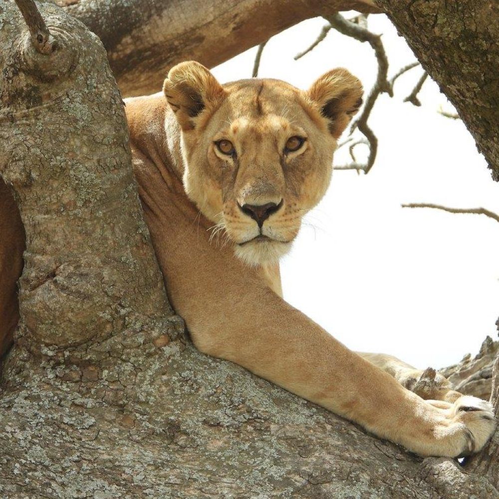Serengeti (6)