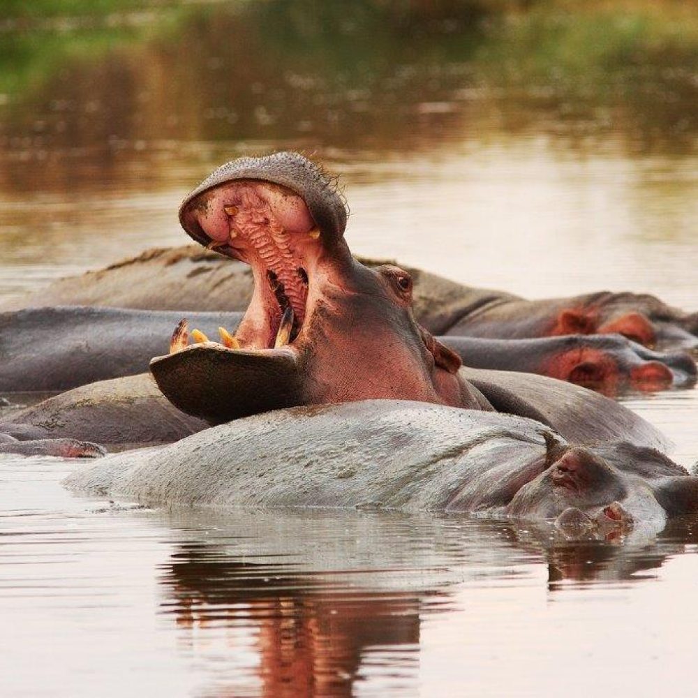 Serengeti (8)