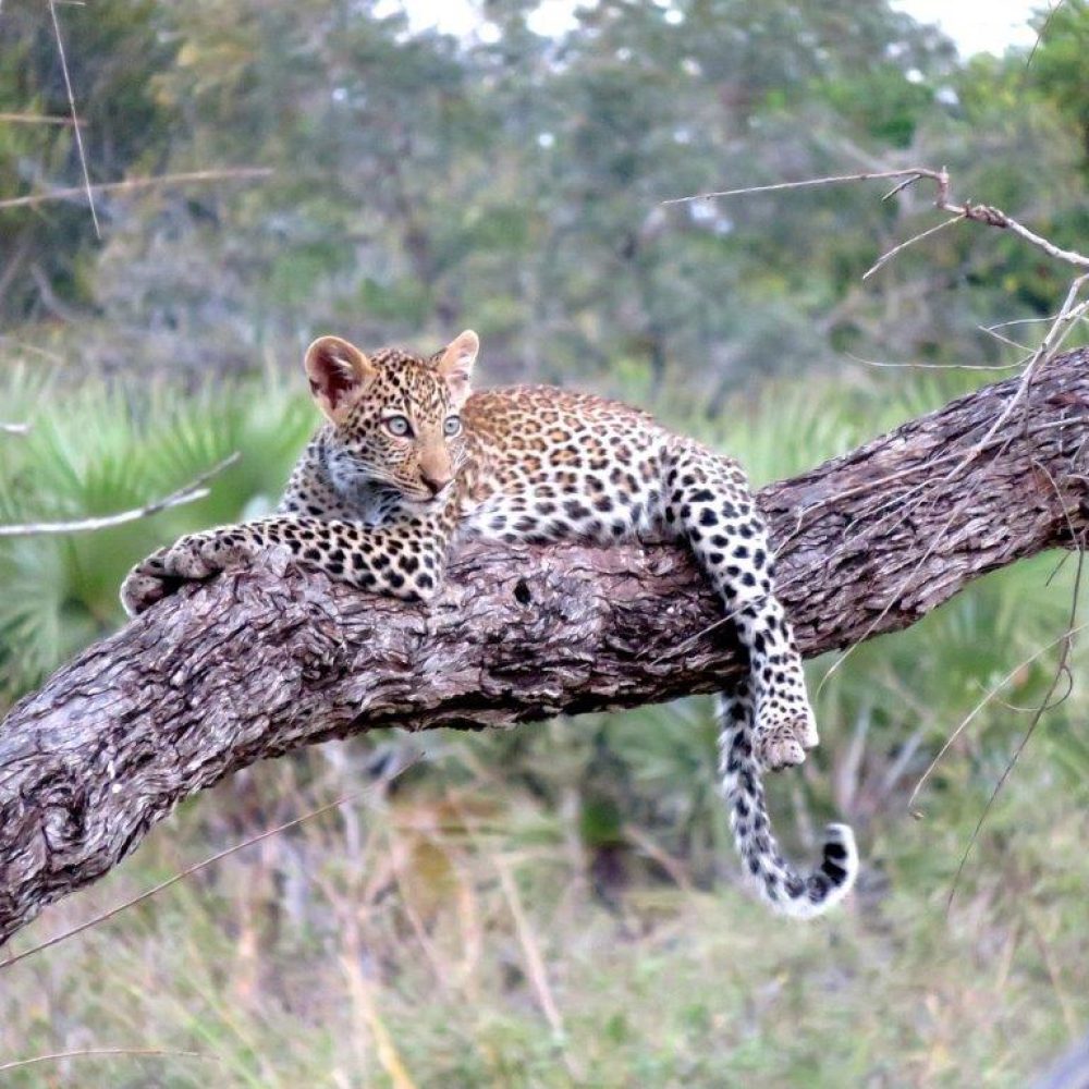 Serengeti (9)