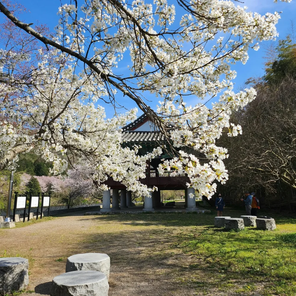 Třešňový Květ V Pavilonu Gwangju Jižní Korea