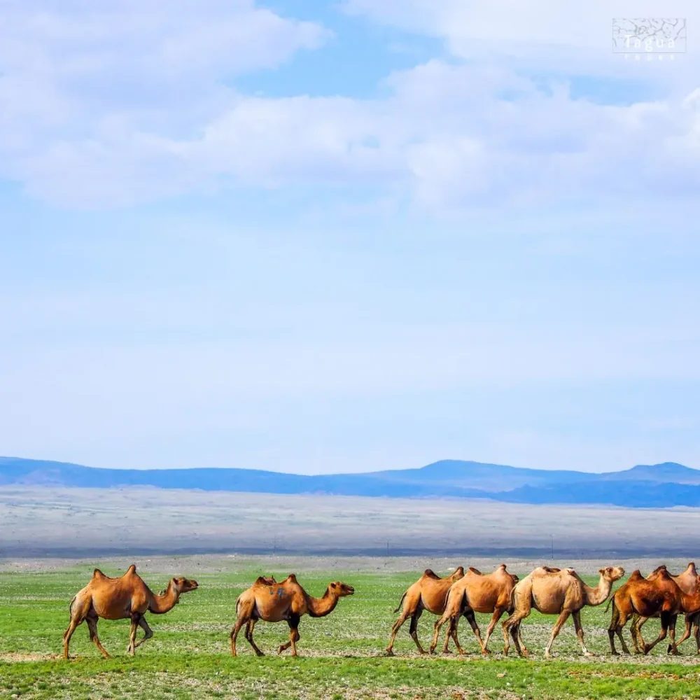 Khugnu Tarna Mongolsko velbloudi