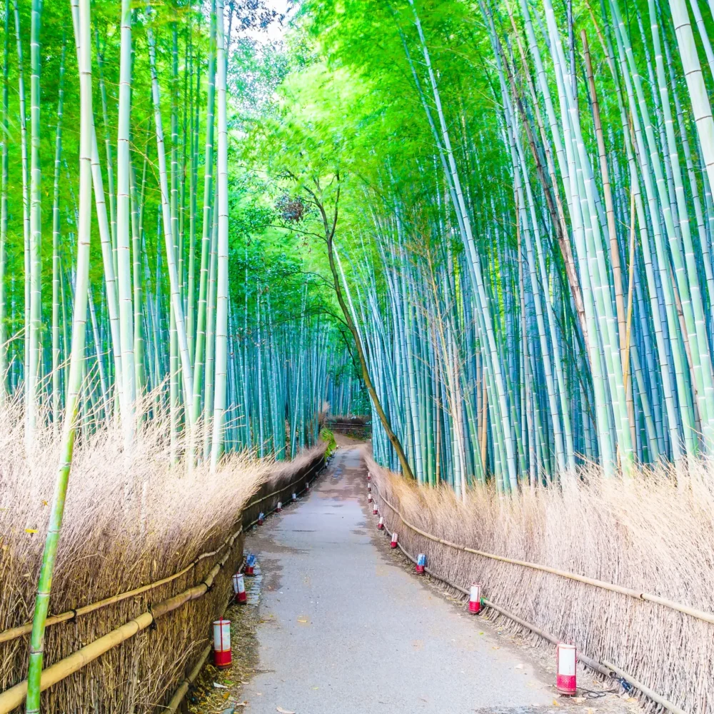 Arashiyama Japonsko
