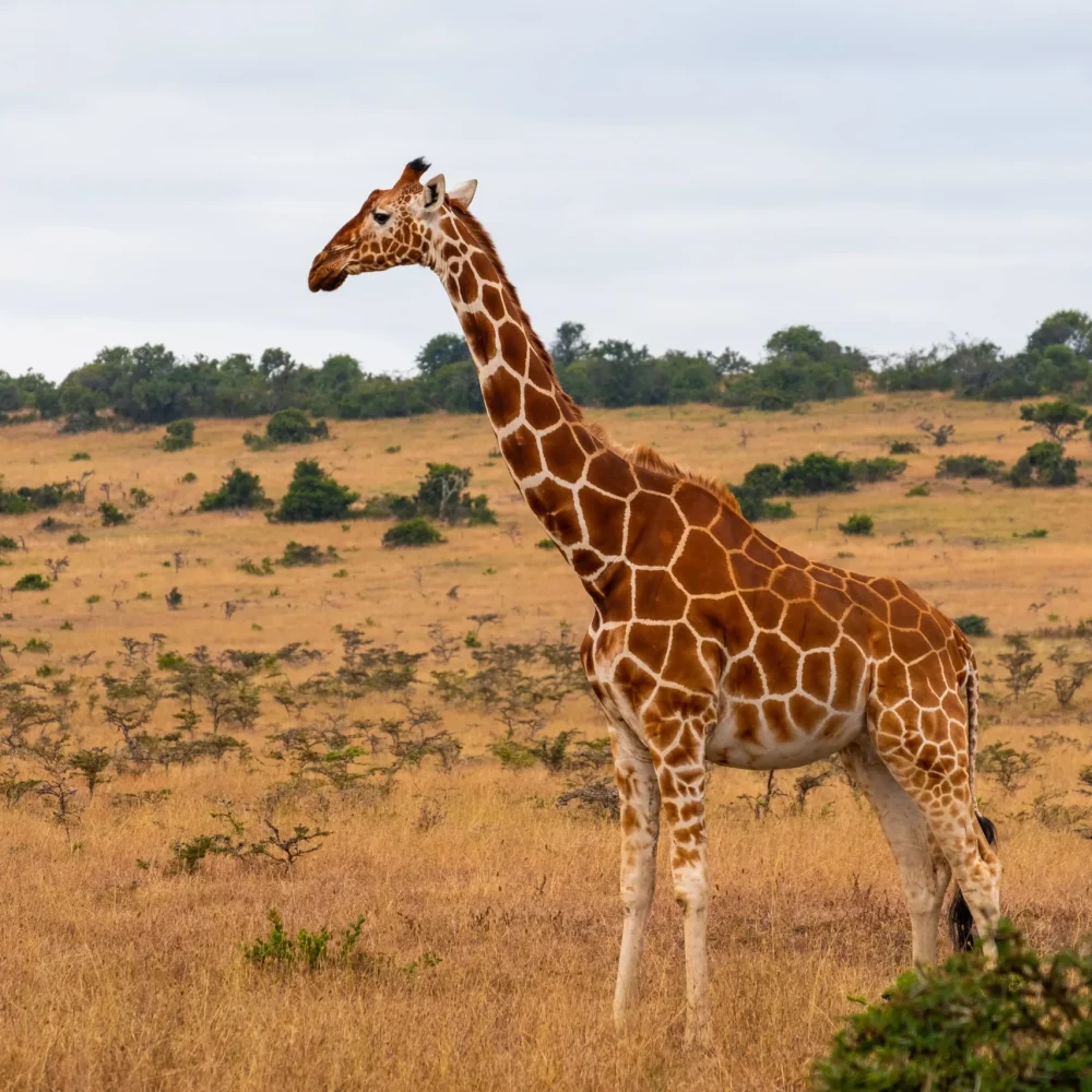 Keňa Nairobi NP