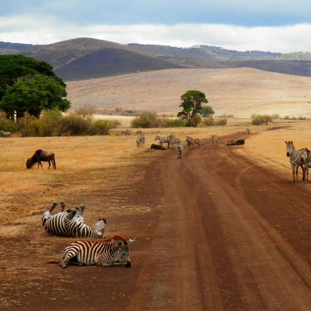 Tanzánie safari