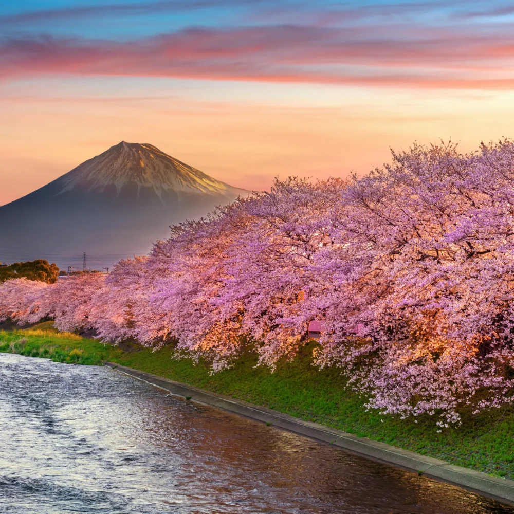 Japonsko - hora Fuji růžová sakury