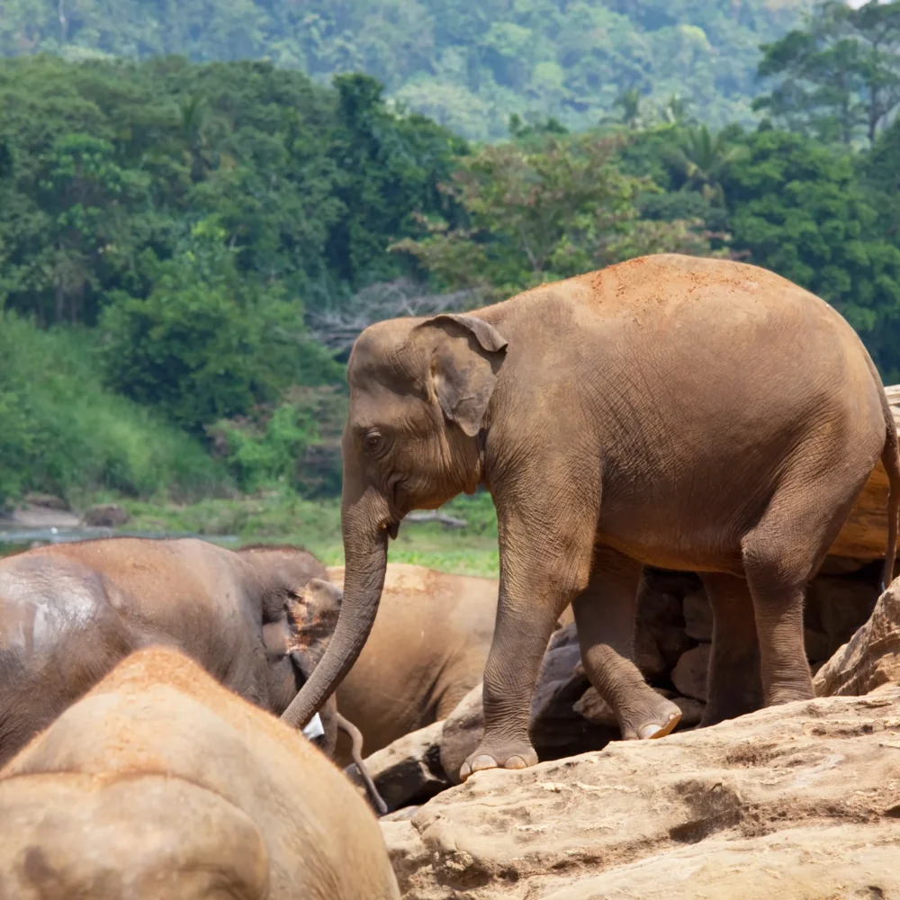 sri lanka slon