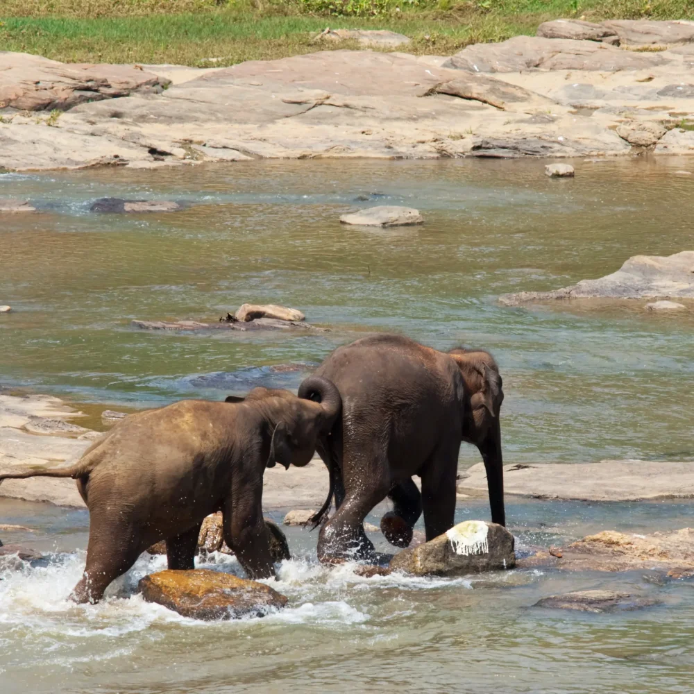 pinawala slon sri lanka