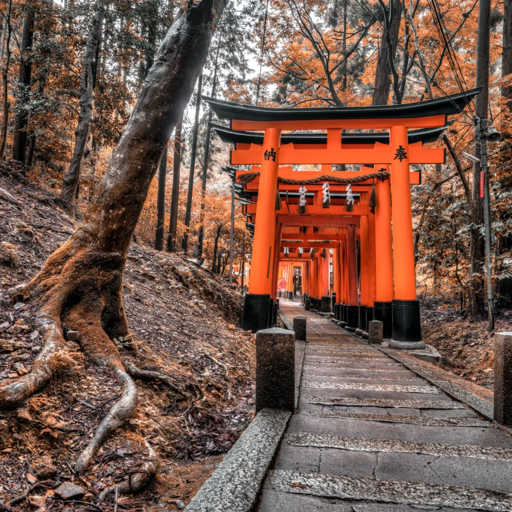 Japonsko les podzim