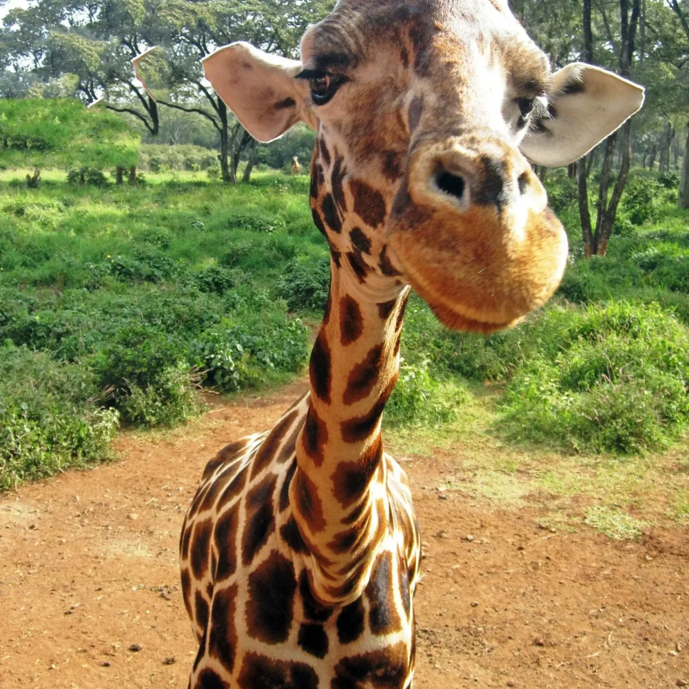 Keňa Amboseli žirafa