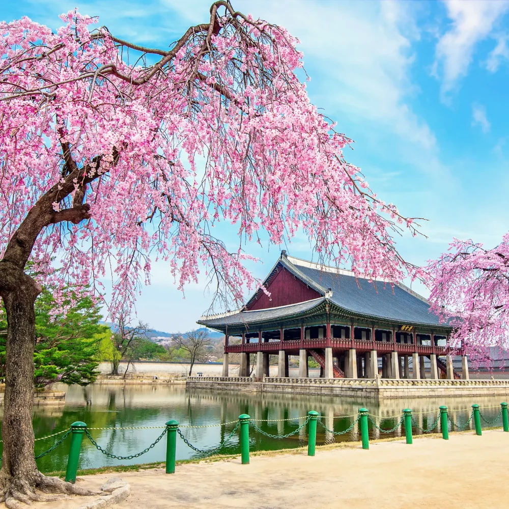 Jižní Korea - gyeongbokgung palác sakura