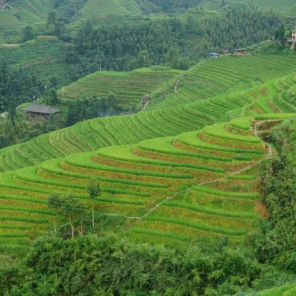 Čína Longsheng