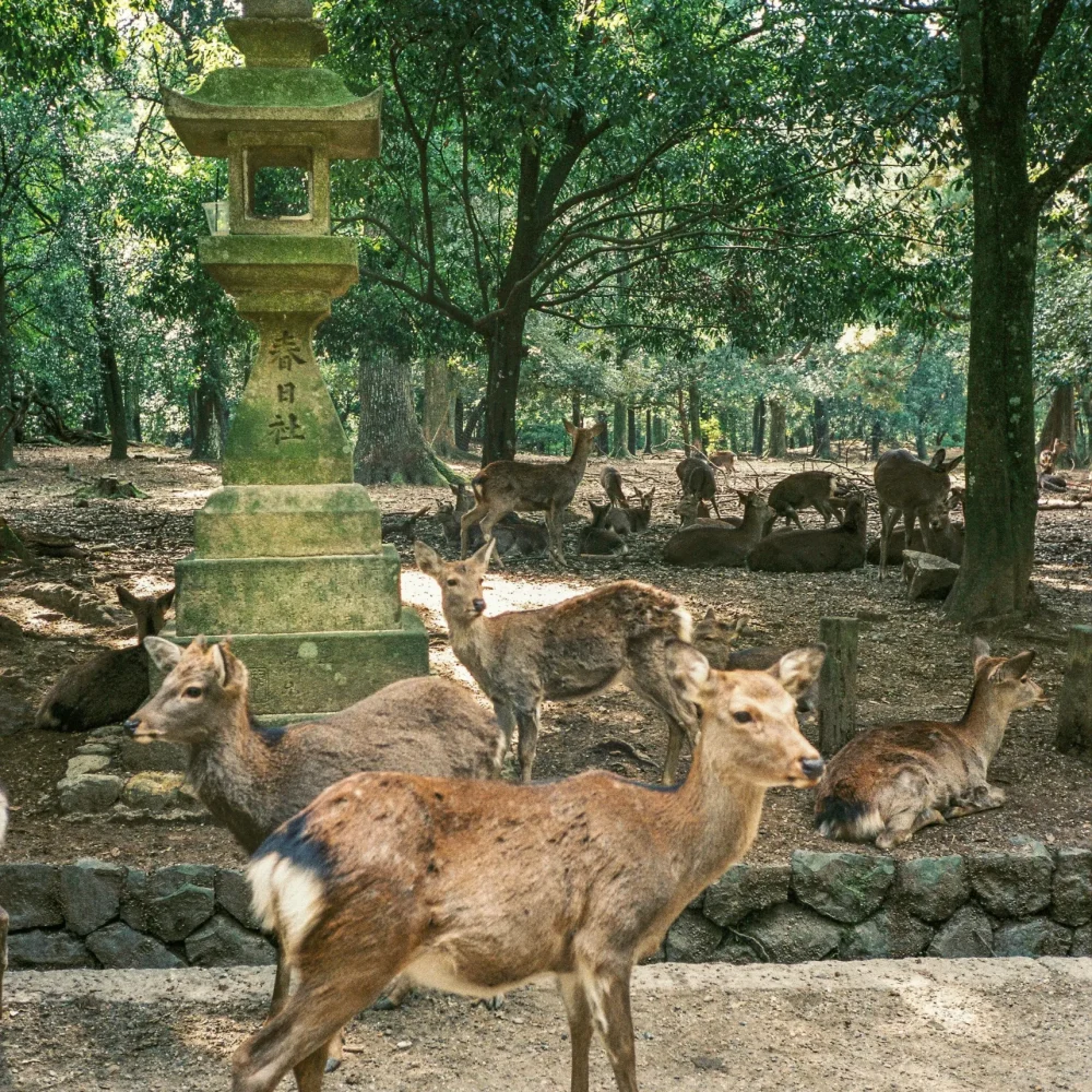 Nara Japonsko