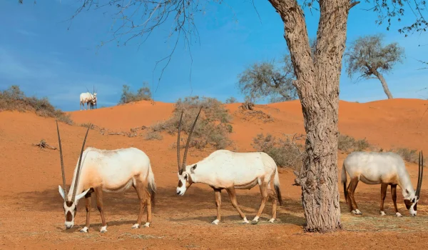 The Ritz-Carlton Ras Al Khaimah