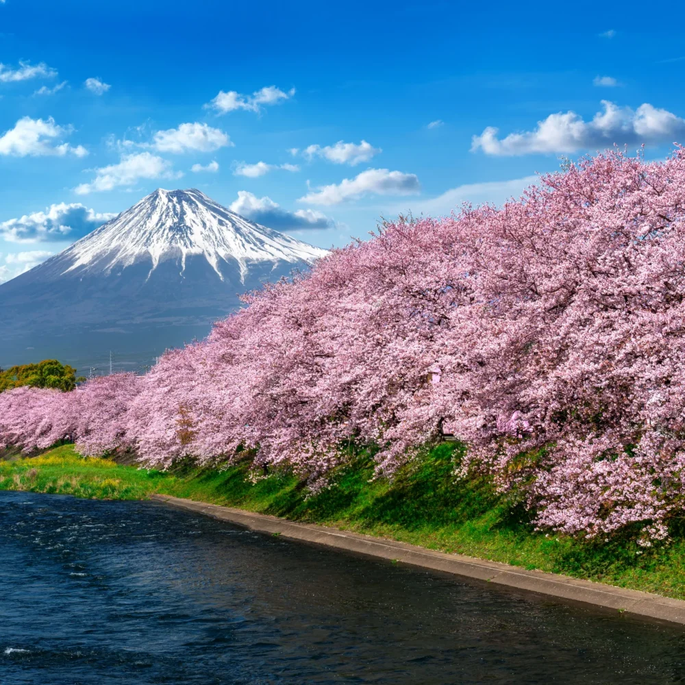 Japonsko - hora Fuji růžová sakury sníh