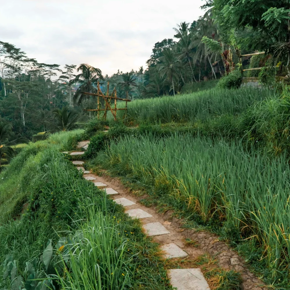 Bali Ubud Indonesie