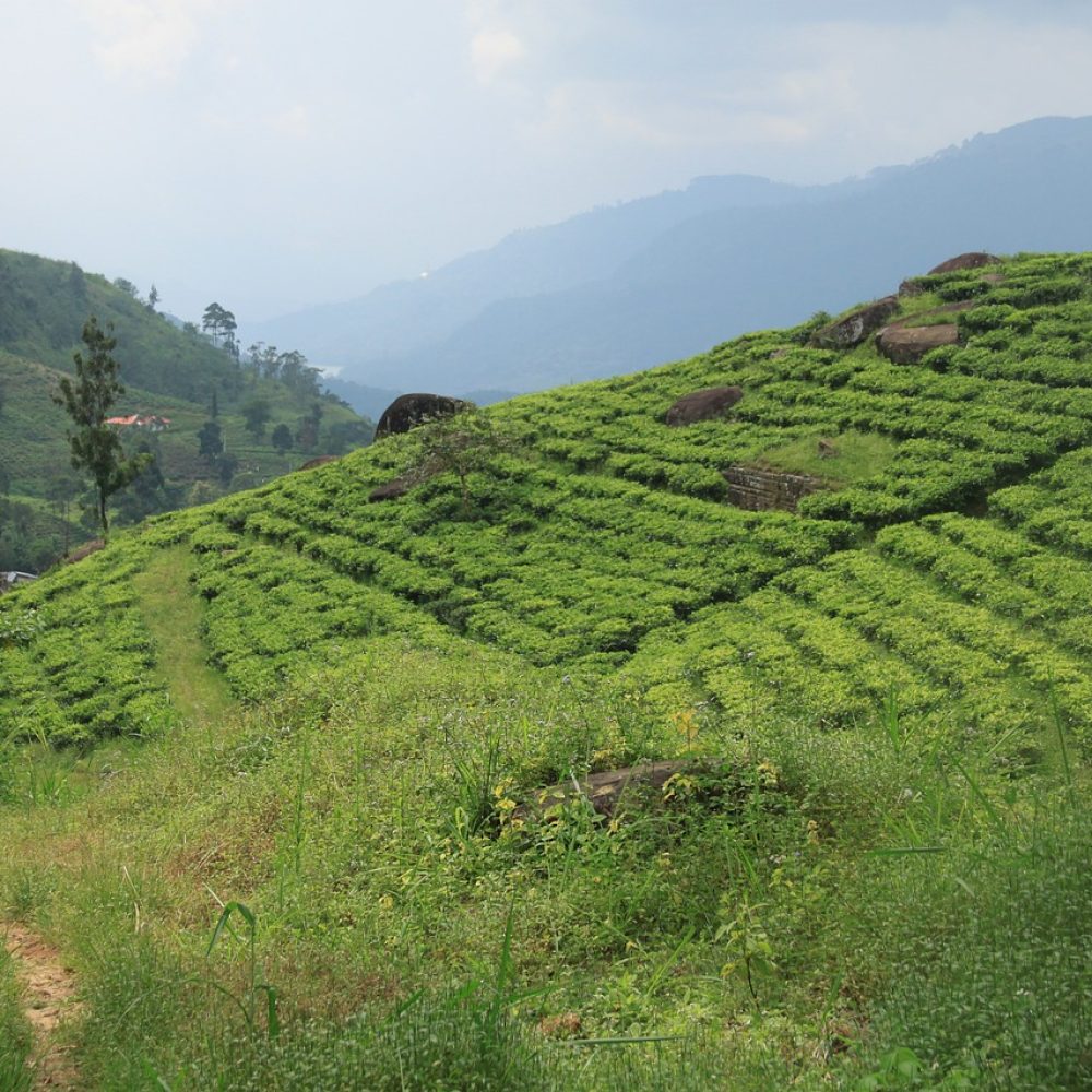 tea-3785443_1280